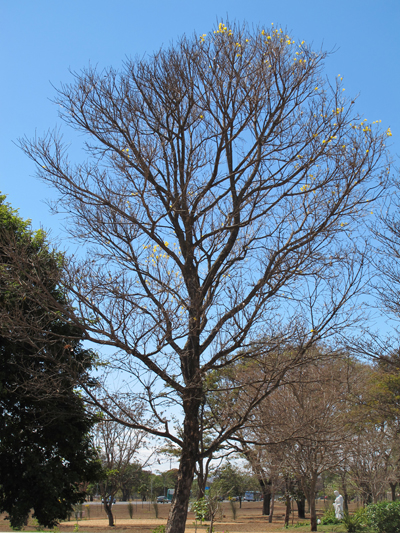 Ipê amarelo histórico sem folhas