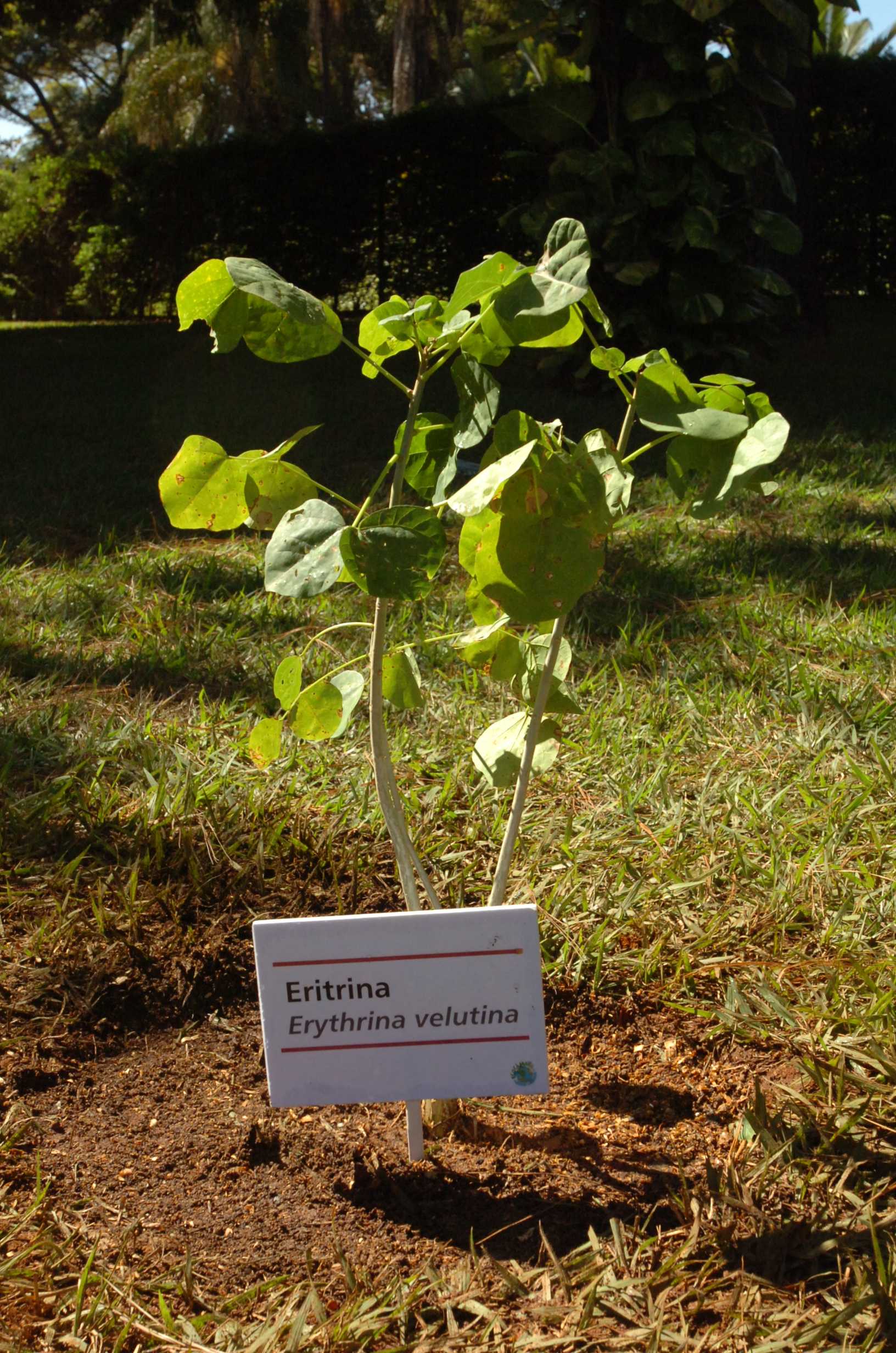 plantio residência oficial1
