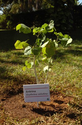 plantio residência oficial1