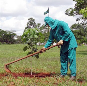 Novas Árvores - Bosque dos Constituintes