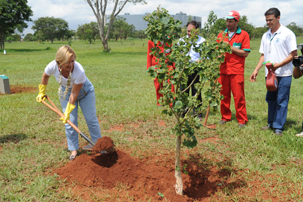 Plantio Bosque 2010 4