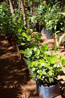 Viveiro aberto - visitação