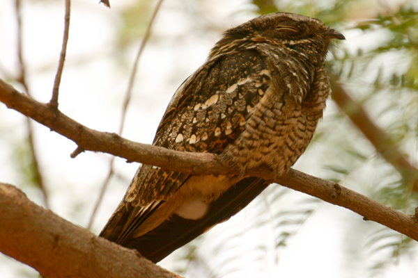 bacurau-do-telhado 02