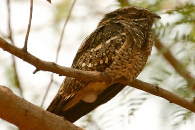 bacurau-do-telhado 02