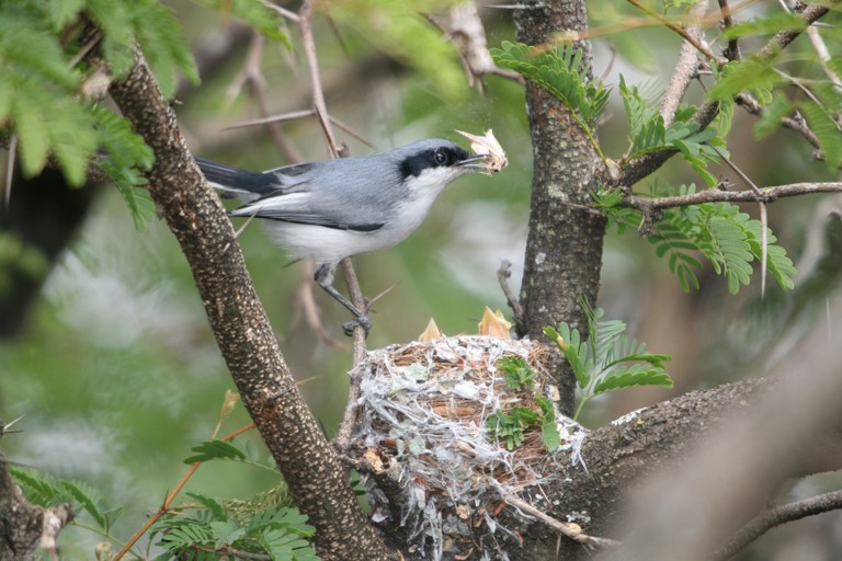 pula-pula-de-sobrancelha