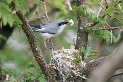 pula-pula-de-sobrancelha