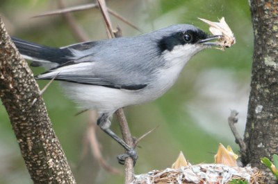 pula-pula-de-sobrancelha 02