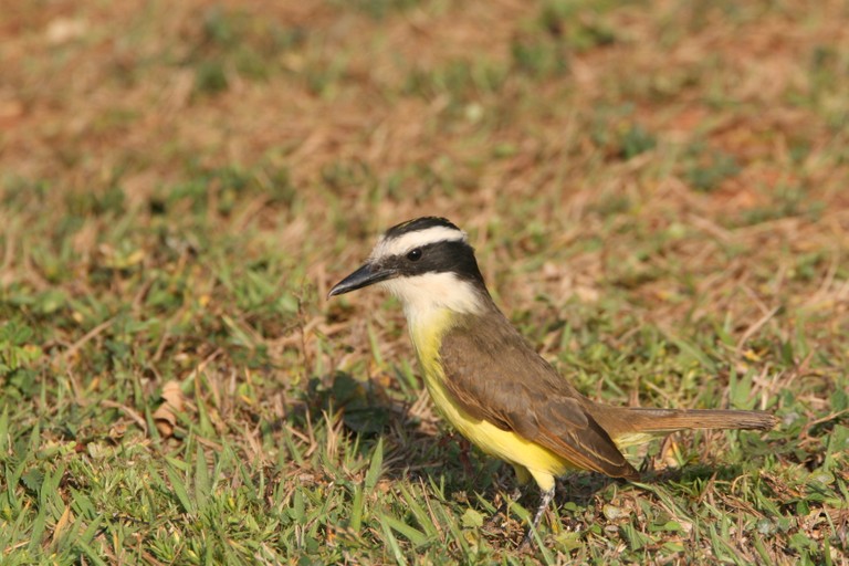 Bem-te-vi-bico-chato