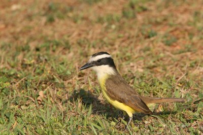 Bem-te-vi-bico-chato