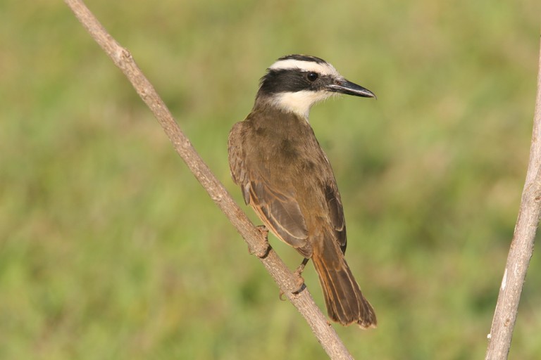 Bem-te-vi-bico-chato 01