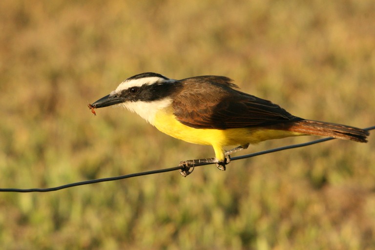 Bem-te-vi-bico-chato 02