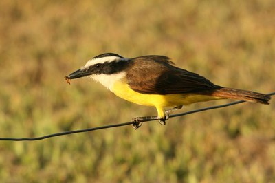 Bem-te-vi-bico-chato 02