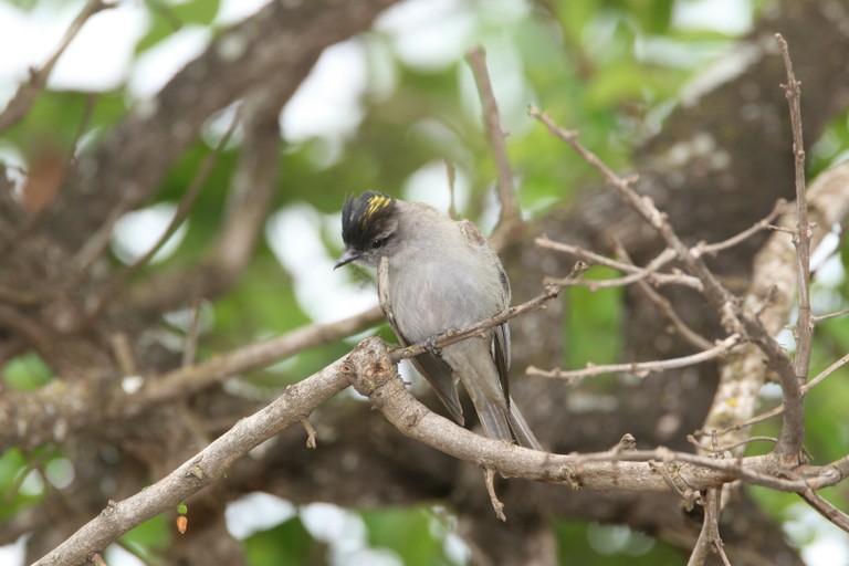Peitica-de chapéu-preto