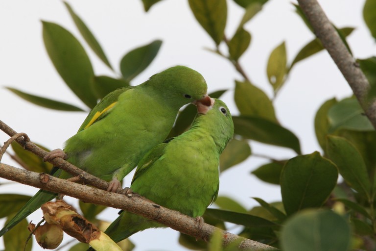 periquito-de asa- amarela
