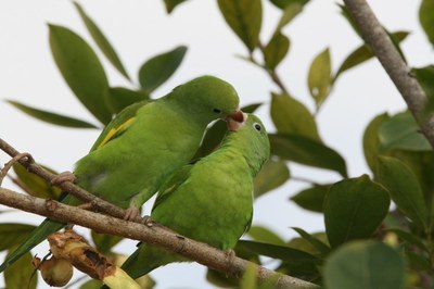 periquito-de asa- amarela