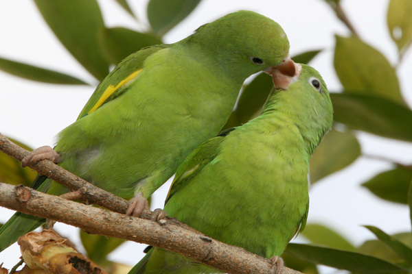 periquito-asa-amarela 02