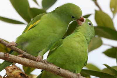 periquito-asa-amarela 02