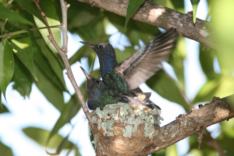 beija-flor-tesourão