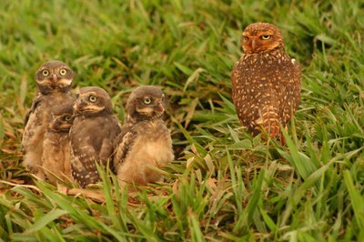 Coruja buraqueira 01