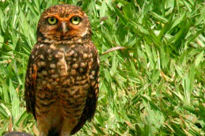 coruja-buraqueira 03