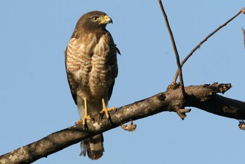 gavião-papa-pinto 02