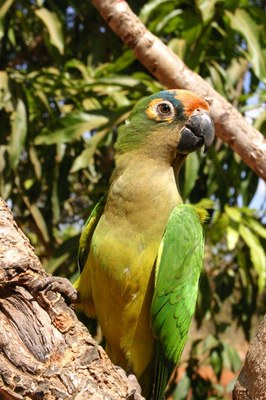 Jandaia-de-testa-amarela