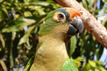 jandaia-de-testa-amarela  02