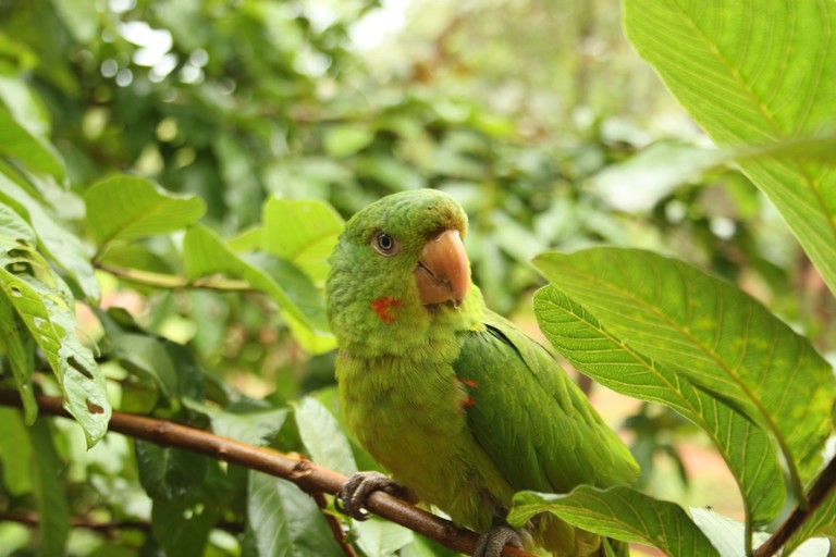 periquitão-macaranã