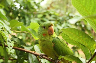 periquit&atilde;o-macaran&atilde;
