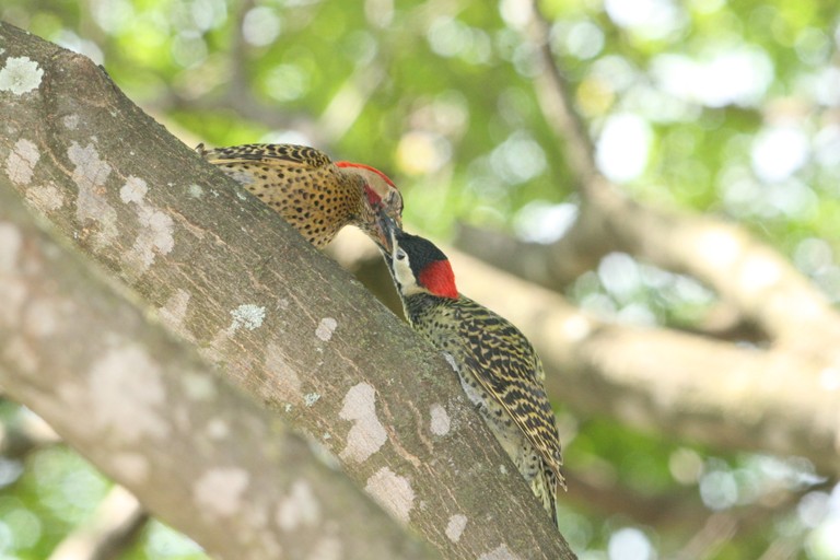 pica-pau-verde-barrado