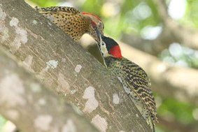 pica-pau-verde-barrado 02