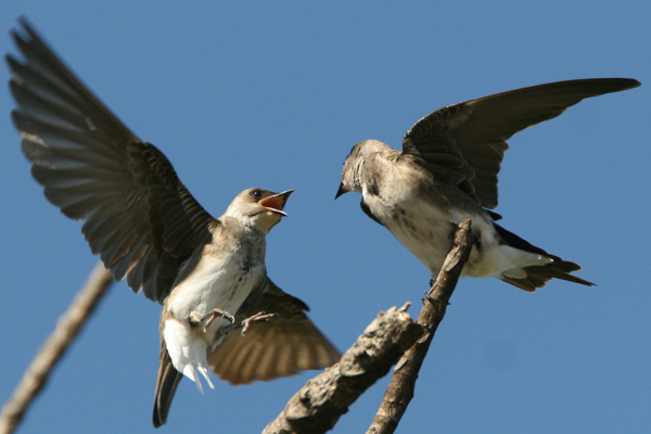 andorinha-do-campo 02