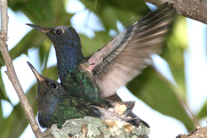 beija-flor-tesourão 02