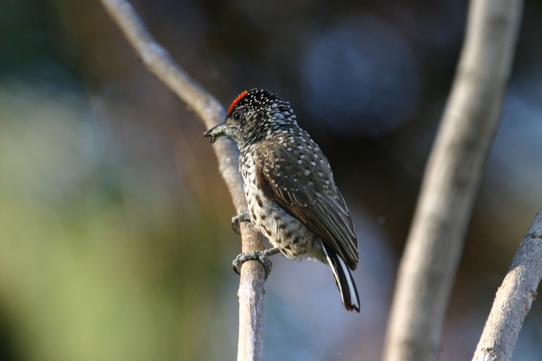 pica-pau-anão-barrado