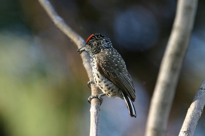 pica-pau-anão-barrado