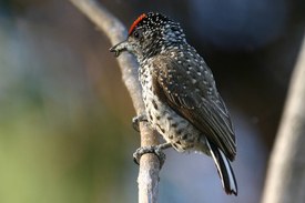 pica-pau-anão-barrado 02