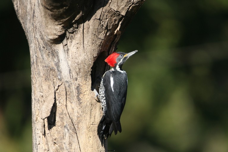 pica-pau-de-banda-branca