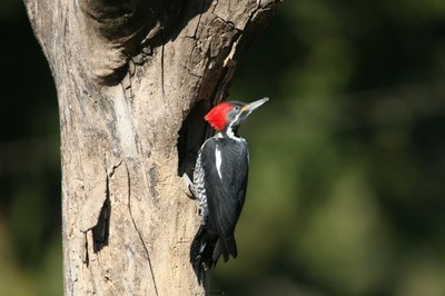 pica-pau-de-banda-branca