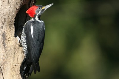 pica-pau-banda-branca 02