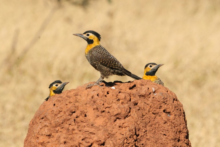 pica-pau-do-campo