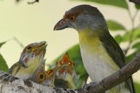 gente-de-fora-vem 02