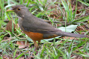 sabiá-laranjeira 02