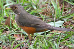 sabiá-laranjeira 02