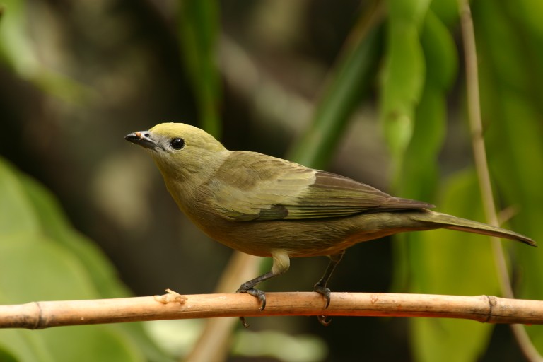 sanhaço-do-coqueiro