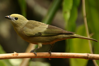 sanhaço-do-coqueiro 02
