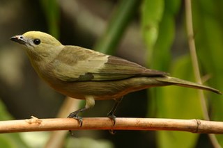 sanhaço-do-coqueiro 02