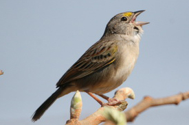 tico-tico-do-campo 02