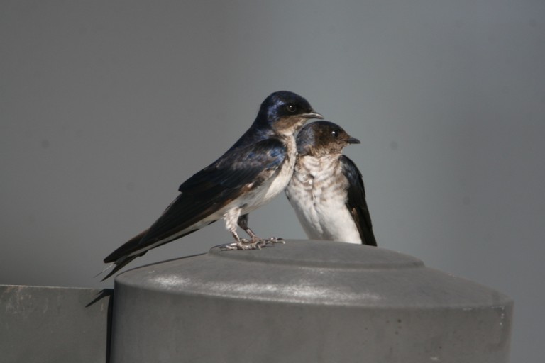Andorinha-caseira 01
