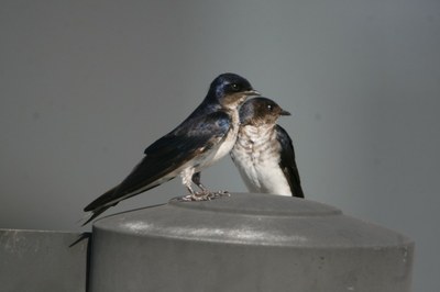 Andorinha-caseira 01
