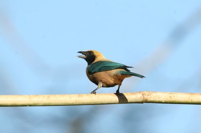 sa&iacute;ra-amarela 01